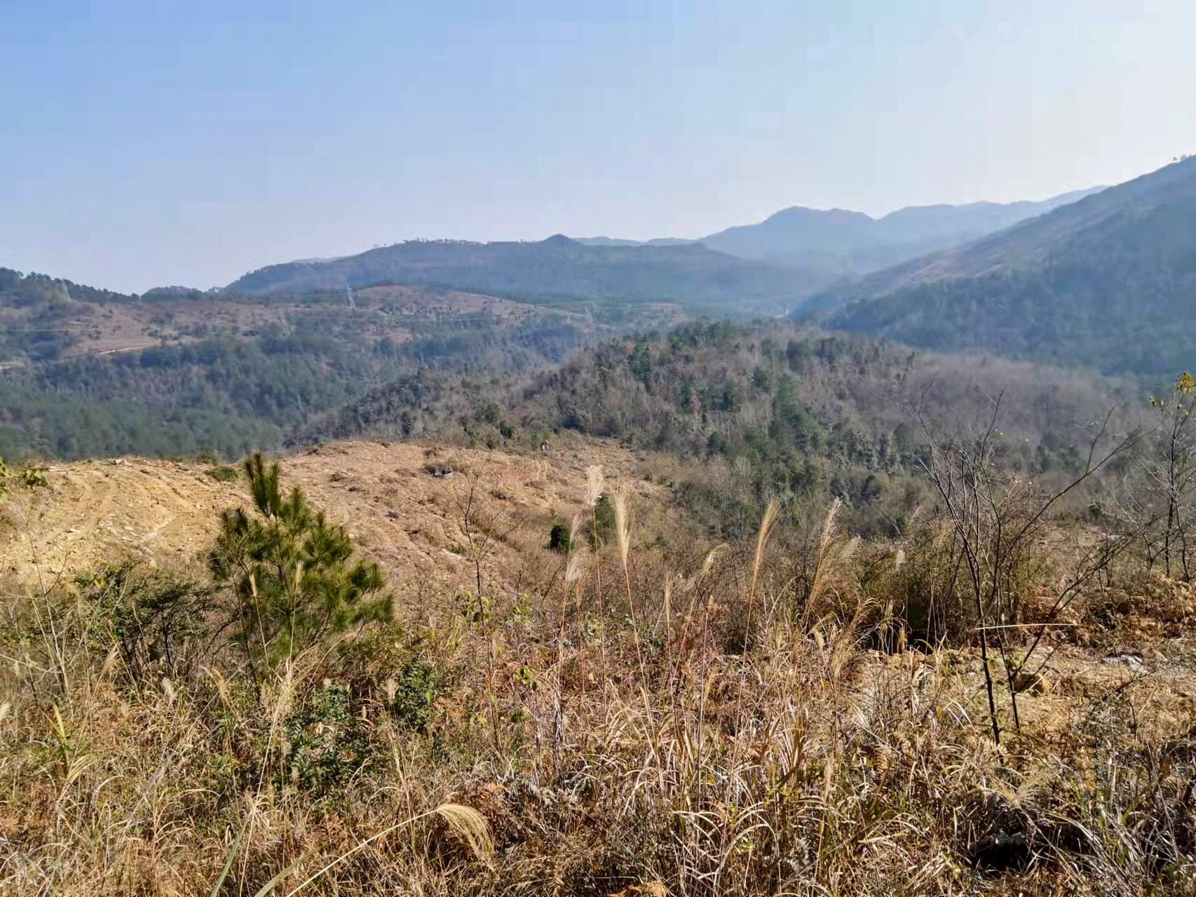 独山山桐子示范基地建设现场 (3).jpg