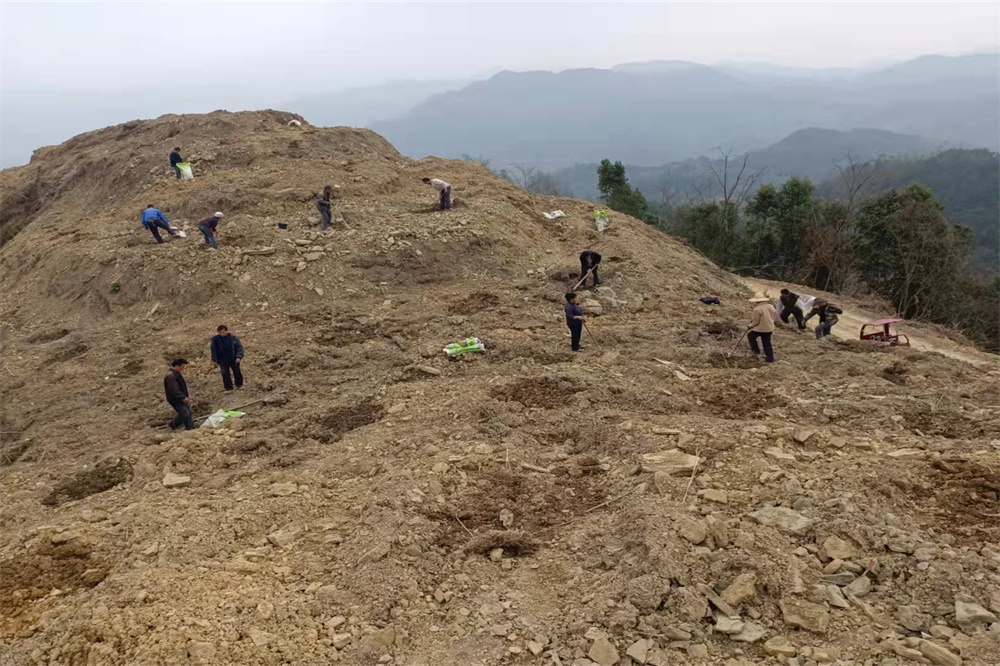 2022.03.03罗甸种植现场.jpg